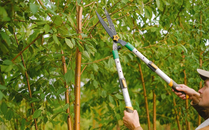 Tree trimming in Mankato, KS