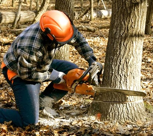 Tree Removal in Mankato, KS